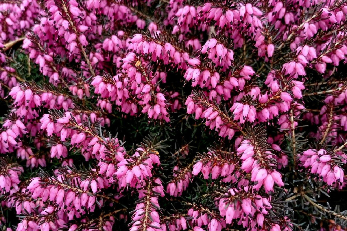 4 fiori ideali da coltivare a dicembre per un balcone rigoglioso e ricco di colori