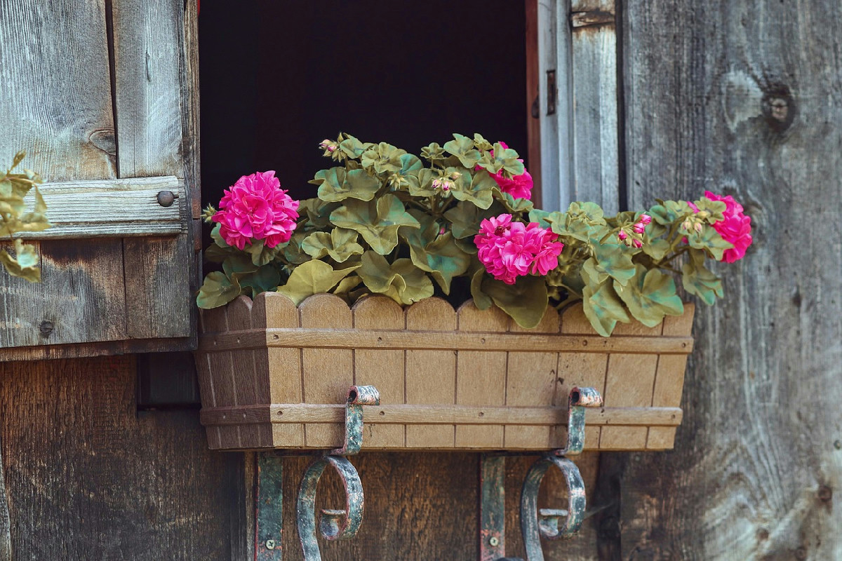 4 fiori ideali da coltivare a dicembre per un balcone rigoglioso e ricco di colori
