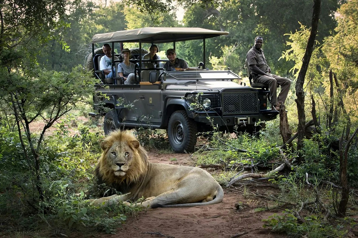 Safari low cost nel Kruger a novembre: la savana si anima con uno spettacolo unico da scoprire