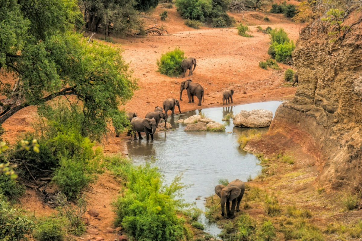 Safari low cost nel Kruger a novembre: la savana si anima con uno spettacolo unico da scoprire